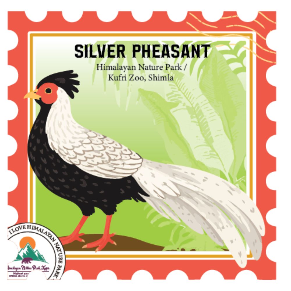 Silver Pheasant Kufri Fridge Magnet – Wildlife Souvenir