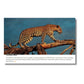 Rajgir Zoo Cheetah Postcard – Wildlife Souvenir